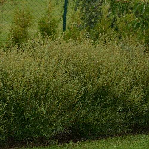 Salix purpurea 'Nana' - Punapaju 'Nana' C5/5L